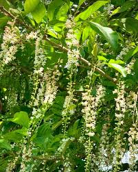 Image result for Citharexylum