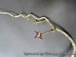 Image result for Ceropegia gracilior