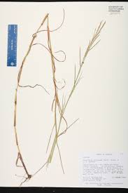 Image result for Hemarthria