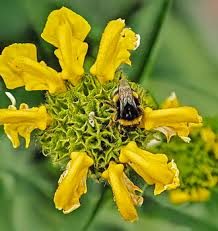Image result for Phlomis fruticosa