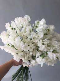 Buying flowers for your family and friends is a great way to celebrate a special occasion, or even just to make them feel special on a normal day. February Studio Update Evergreen Flower Co Tulip Bouquet Evergreen Flowers Small White Flowers