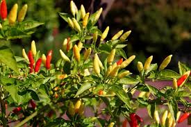 Toate cele 4 soiuri sunt revitalizate in cadrul proiectului „cultivat in romania, specific romanesc si sunt. Capsicum Frutescens Chilli Sfaturi Cultivare Èi Ingrijire