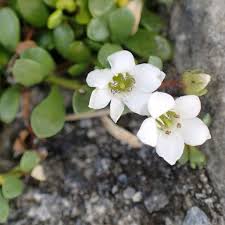 Image result for Samolus