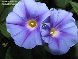 Image result for Ipomoea parasitica