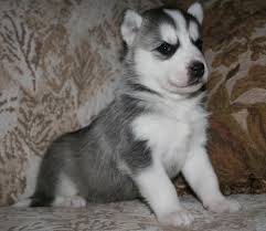 Complete guide about husky puppies in 2021! Siberian Husky Pets And Animals For Sale Colorado