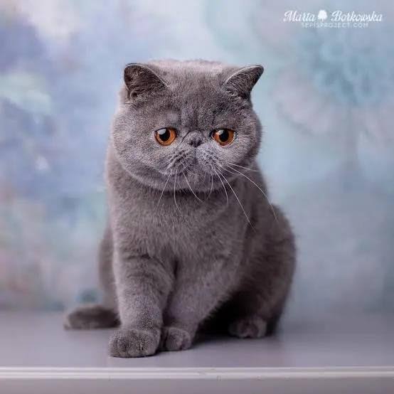 Seeking female exotic shorthair kitten in Cincinnati, OH area