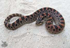 Rhamphotheca Southern Hognose Snake Heterodon Simus Family Colubridae Subfamily Xenodontinae The Southern Hognose Is A Mild Hognose Snake Snake Cute Snake