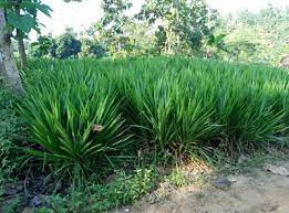 Jenis tanaman rumput tersebut adalah rumput yang dimanfaatkan sebagai pakan ternak dan hiasan. Geliat Pengembangan Rumput Gajah Mini