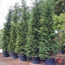 Cupressocyparis Leylandii Leyland Cypress 4 4 5m Tall Leyland Cypress Privacy Trees Shrubs For Privacy
