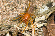 Maybe you would like to learn more about one of these? Woodlouse Wikipedia