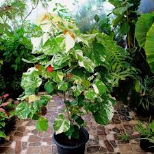 Image result for Hibiscus tiliaceus