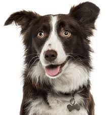 These border collies are available for adoption in south carolina, north carolina and georgia. Border Collie Puppies For Sale Adoptapet Com