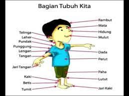 Personal kartun 2 gambar, kartun kelakar, kartun malaysia, koleksi kartun kelakar, selamat hari isnin, usop studios. Hasil Gambar Untuk Gambar Animasi Anggota Tubuh Manusia Tubuh Manusia Tubuh Manusia