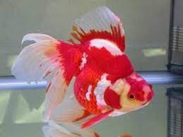 Ikan Mas Koki Jenis Jenis Ikan Hias Air Tawar Yang Banyak Diminati Di Indonesia Ikan Mas Ikan Ikan Akuarium