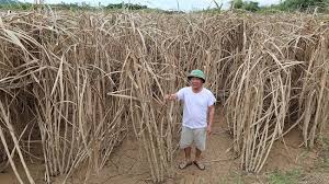 Bão Bualoi gây ngập khiến 400ha mía chết trắng sau 72 giờ, nông ...