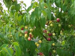 Image result for Cassinopsis ilicifolia