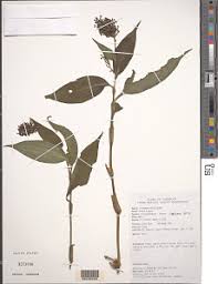 Image result for Aneilema spekei