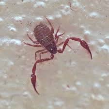 The crab attacked the black scorpion first, but finally the scorpion repeated the attacks. Bug O The Week Pseudoscorpion Riveredge Nature Center