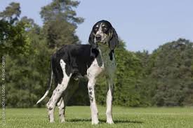 Grand Anglo Francais Blanc Et Noir Puppy Dog Hound Dogs Races De Chiens Francais Chien Francais Races De Chiens Rares
