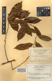 Image result for Chrysophyllum welwitschii