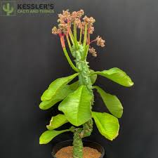 Image result for Monadenium
