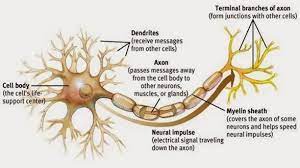 Major Differences Com Neuron Structure And Function Neurons Nerve Cell Structure