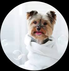 Mobile Pet Groomers Plantation