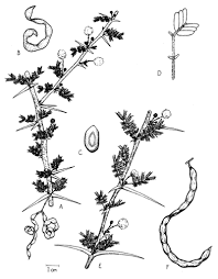 Image result for Acacia tortilis