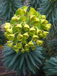 Image result for Euphorbia ugandensis