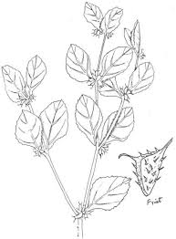 Image result for Acanthospermum