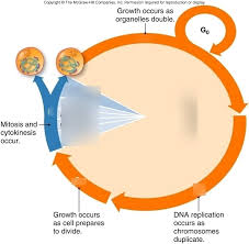 Applying worksheets indicates facilitating pupils to manage to answer questions about topics they have learned. Diagram The Cell Cycle Diagram Quizlet Full Version Hd Quality Diagram Quizlet Diagramofbrain Gsxr Suzuki It