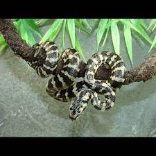 Jungle Carpet Pythons Morelia Spilota Cheynei Python Shadow Creatures Pythons For Sale