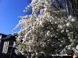 Maybe you would like to learn more about one of these? 00 Portland Oregon Spring Tree Bloom Mississippi Street Oh God My Wife Is German