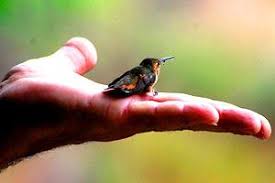 Pada umumnya pemberian pakan pada anakan cupang yang berumur kurang dari 5 hari tak perlu dilakukan. Burung Terkecil Di Dunia Salah Satu Keyakinan Planet Kita