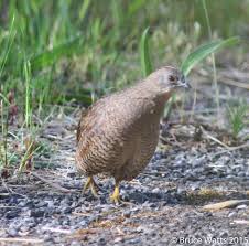 Australian Birds That Lay Eggs On The Ground Brown Quail Stockton Sandspit Birds Hunter Animals