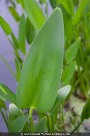 Image result for Pontederia