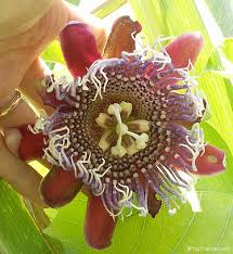 Image result for Passiflora quadrangularis