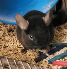 Chinchillas for sale in sacramento (prices vary) due to a lot of children born in 2012, for the next 3 weeks, now we are doing our summer sale. Female Chinchilla For Sale Live Small Pets Petsmart