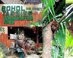 眼鏡猴保護區, Bohol Island的圖片