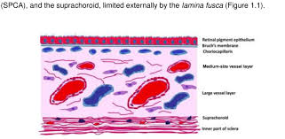 Image result for Choroid