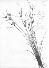 Image result for Pycreus flavescens