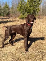 Puppyfinder.com is the best place to advertise german wirehaired pointer puppies for sale and german wirehaired pointer dogs for adoption in new zealand. German Shorthaired Pointer Smart Friendly German Shorthaired Pointer Dog German Shorthaired Pointer Gsp Dogs