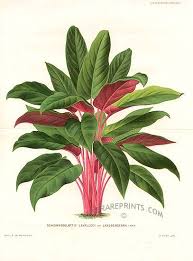 1905 x 3000 jpeg 923 кб. Tropical Plant Schismatoglottis Lavallleei Var Landsbergeana Botanical Illustration Vintage Botanical Illustration Plants