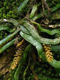 Image result for Camptorrhiza