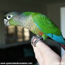 The intensity of colors depends on breeding. Green Cheek Conure Mutations Queenslander Aviaries