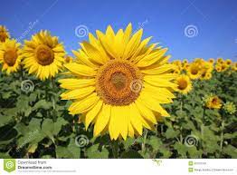 Sunflower Plants Sunflower Photo Sunflower