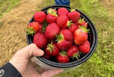 Saturdays: DIY CSA Produce Pick Up