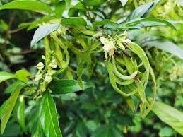 新 马草药自然医学 銳葉小槐花 茉草 風水去陰避邪法和功效 desmodium caudatum uses a plants feng shui