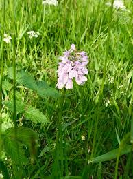 Image result for Brachycorythis ovata