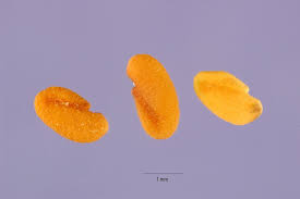 Image result for Trigonella